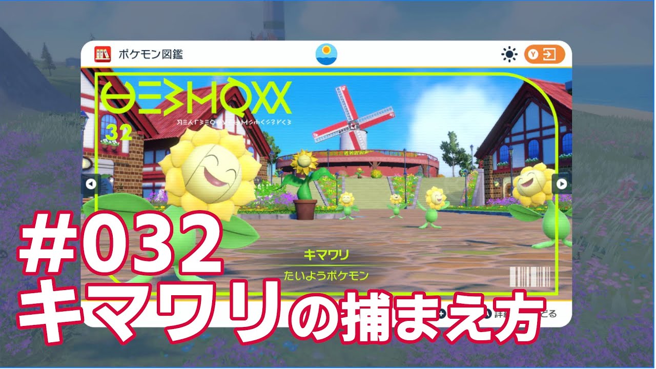 キマワリを探している方に見てほしい動画