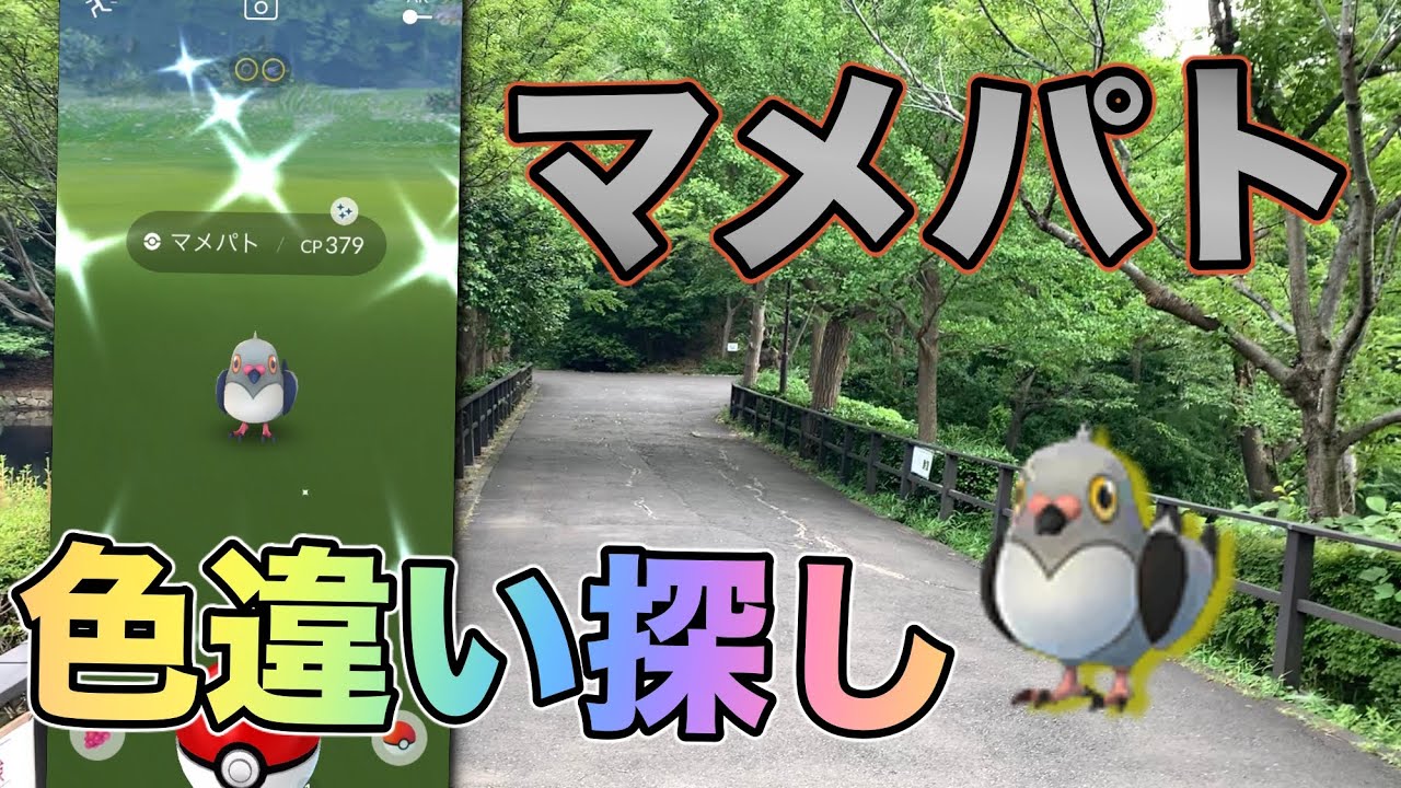 【ポケモンGO】色違い狙いでひたすらマメパトをタップし続けたらまさかの結果に‼︎