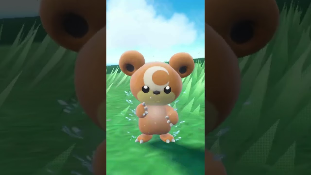 ヒメグマちゃんウォッシュ🧼　(*´д｀*)ﾊｧﾊｧ ポケモンSV Pokemon SV
