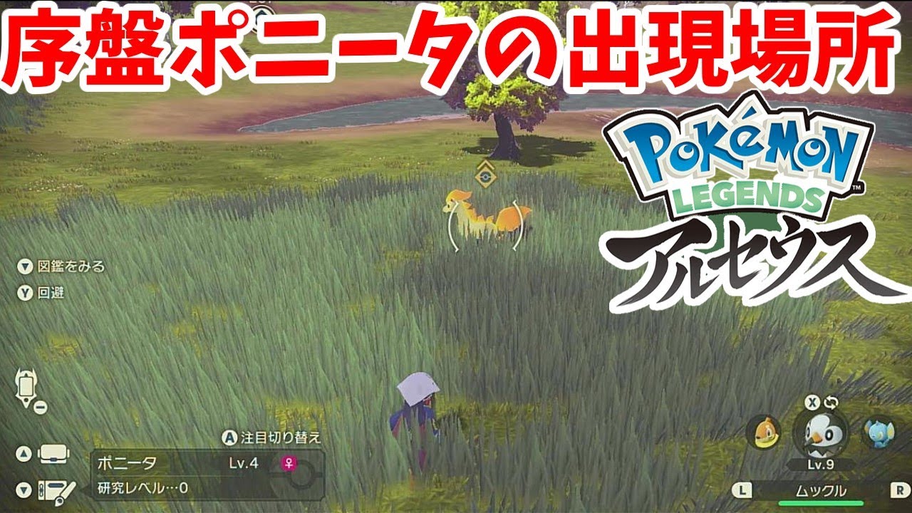 【ポケモンレジェンズアルセウス】最序盤で捕獲可能なポニータの出現場所【Pokemon LEGENDS】