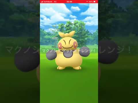 ポケモンGO  マクノシタたいマクノシタ