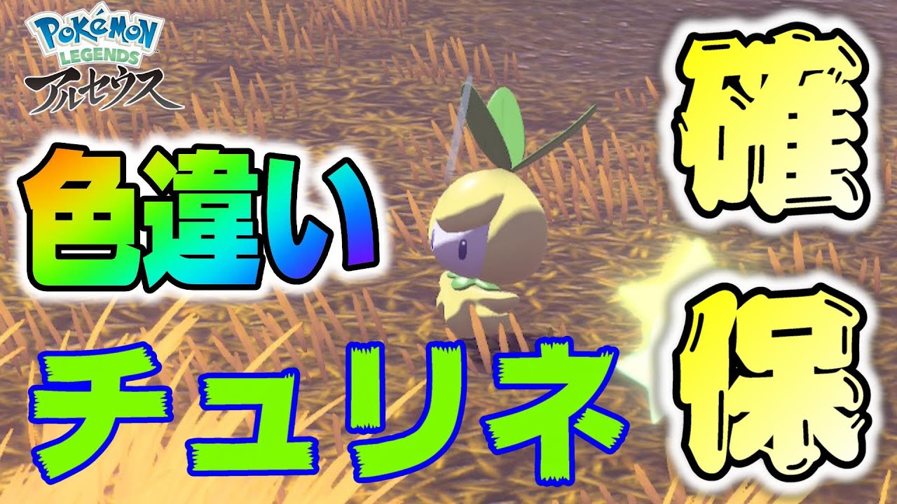【Pokémon LEGENDS アルセウス】可愛すぎる！色チュリネをゲットしたぞ！#Shorts #アルセウス  #色違い厳選