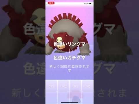 ポケモンGO 色違いヒメグマを進化！色違いリングマ、色違いガチグマへ！