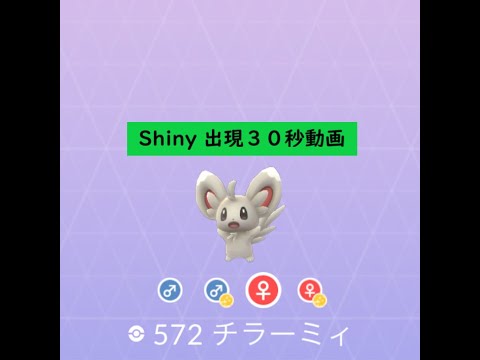【Pokémon GO】Rarity ”C”＃572 チラーミィ ☆shiny☆#Shorts