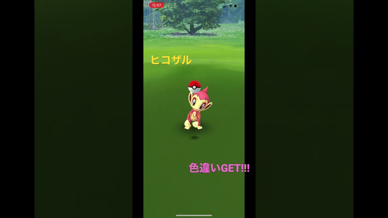 可愛いよね、この子#ポケモンgo #色違い #ゲットチャレンジ #ヒコザル