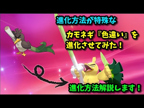 【ポケモン剣盾】”進化条件解説”『色違い』のカモネギを進化さてみた！
