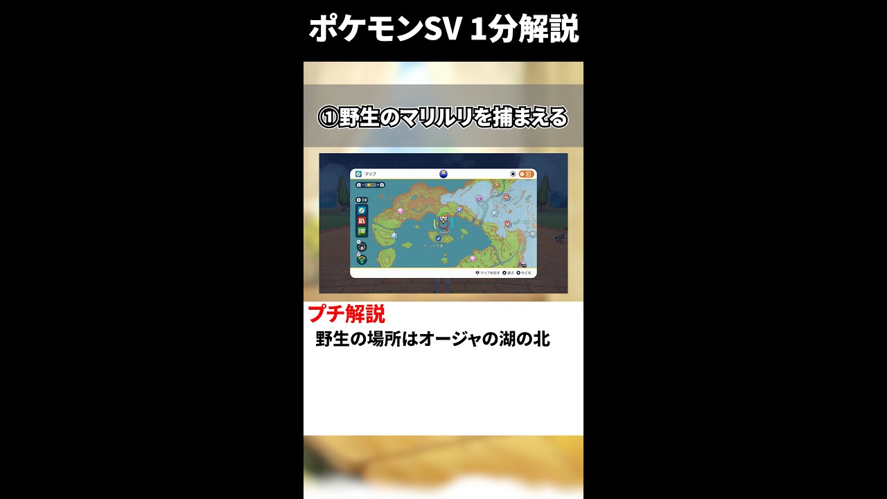 【1分解説】【ポケモンSV】レイド用ポケモン育成・マリルリ編（v1.1.0版）#ポケモン #shorts