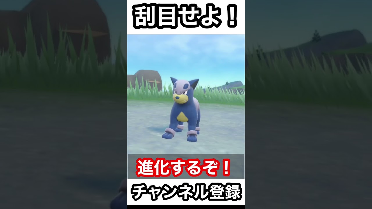 このイケメン犬に悶絶寸前！#デルビル#ヘルガー#ポケモンsv #色違い #short #shorts #pokemon #ポケットモンスター