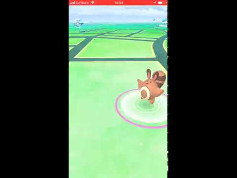 あ、野生のオタチが現れた‼︎