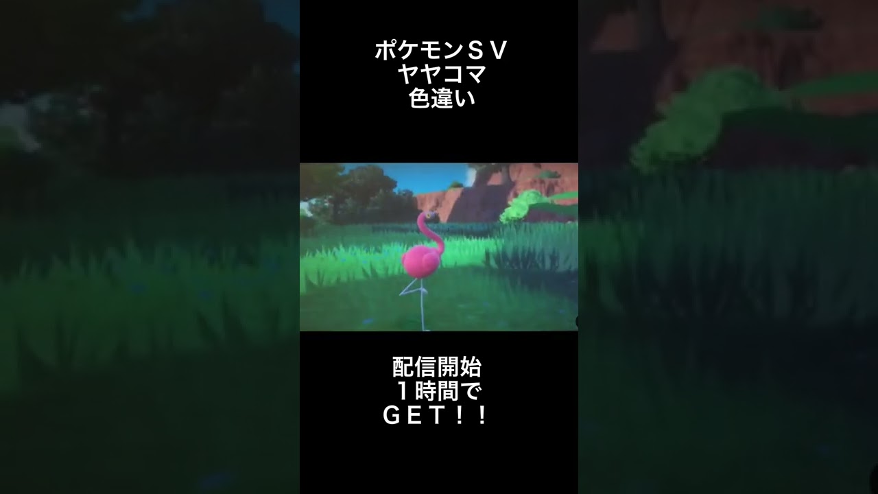 ポケモンSV ヤヤコマ色違いGET！！#shorts #ポケモンsv#色違い