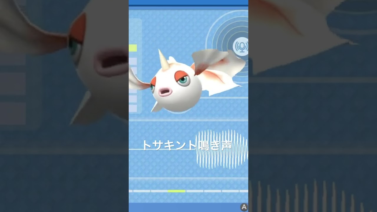 BDSP【シンオウ図鑑NO078】トサキント（Goldeen）鳴き声（barking）#ポケモン鳴き声 #図鑑コンプ #ブリリアントダイヤモンド #シャイニングパール#第四世代鳴き声#Goldeen
