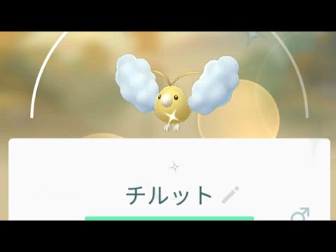 チルット色違い