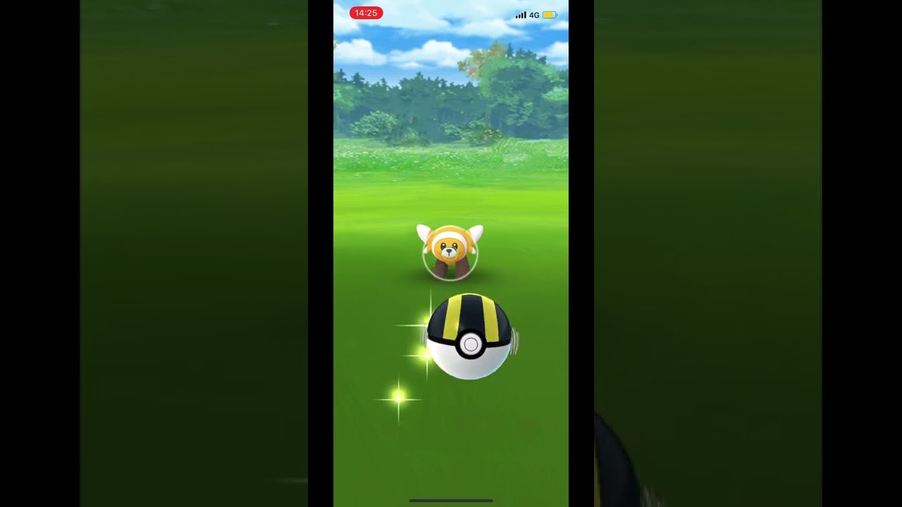 色違いヌイコグマ現る