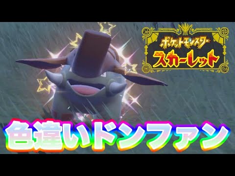 発売初日から色違いドンファンを出して発狂する男　【ポケモンSV】