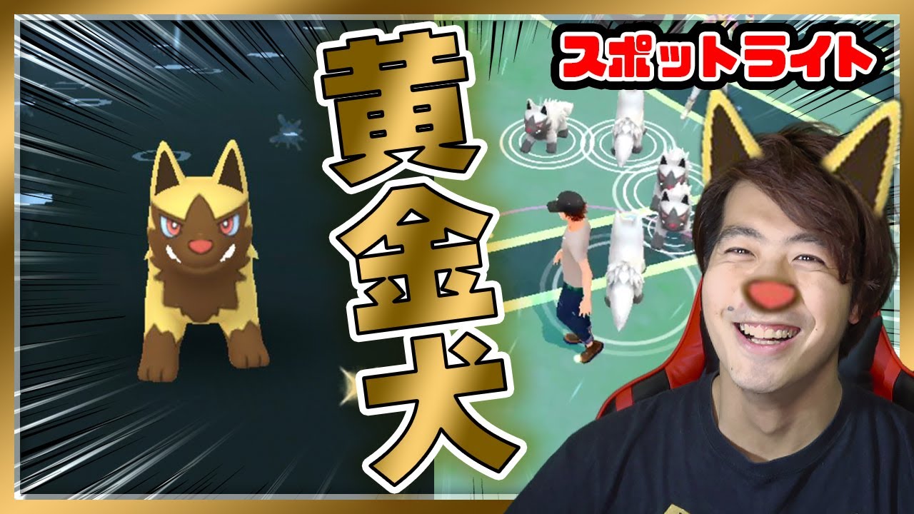 ポチエナのスポットライトアワーで色違いを狙うワン！【ポケモンGO】