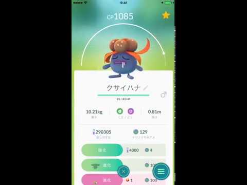ポケモンGO　044 045　クサイハナからラフレシアへの進化。 Pokémon Go Gloom evolution