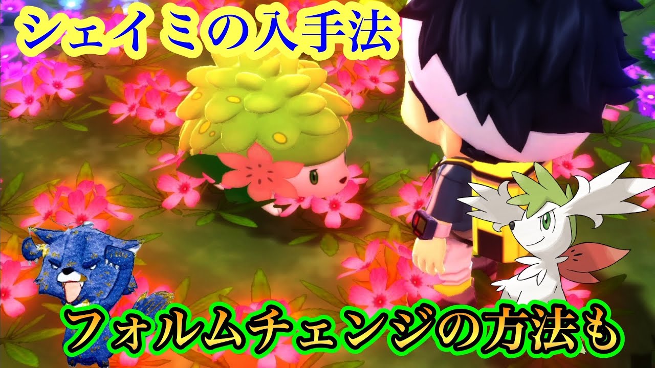 シェイミみぃつけた！！！！！！グラシデアの花でフォルムチェンジも【ダイパリメイク】【ポケモンBDSP】