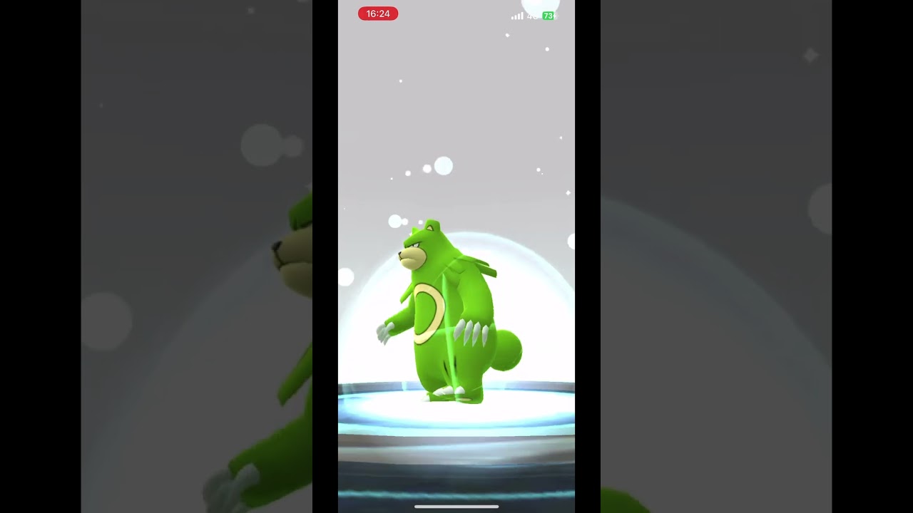 【ポケモンGO】ヒメグマ→リングマ→ガチグマに進化！！コミュニティデー【色違い】