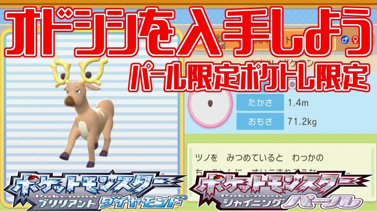【ポケモンダイパリメイク】オドシシを入手しよう パール限定ポケトレ限定 207番道路【ポケットモンスター ブリリアントダイヤモンド・シャイニングパール】Pocket Monsters