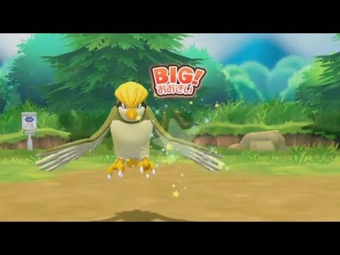 【Let's Go! イーブイ】配信中にいきなりでかい色ピジョンが現れた時の動画