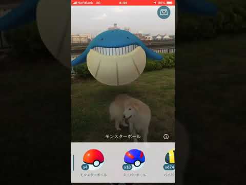 ポケモンGO  ホエルコとロッキー