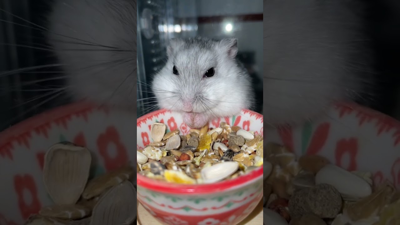 お食事中のユキハミちゃん♪