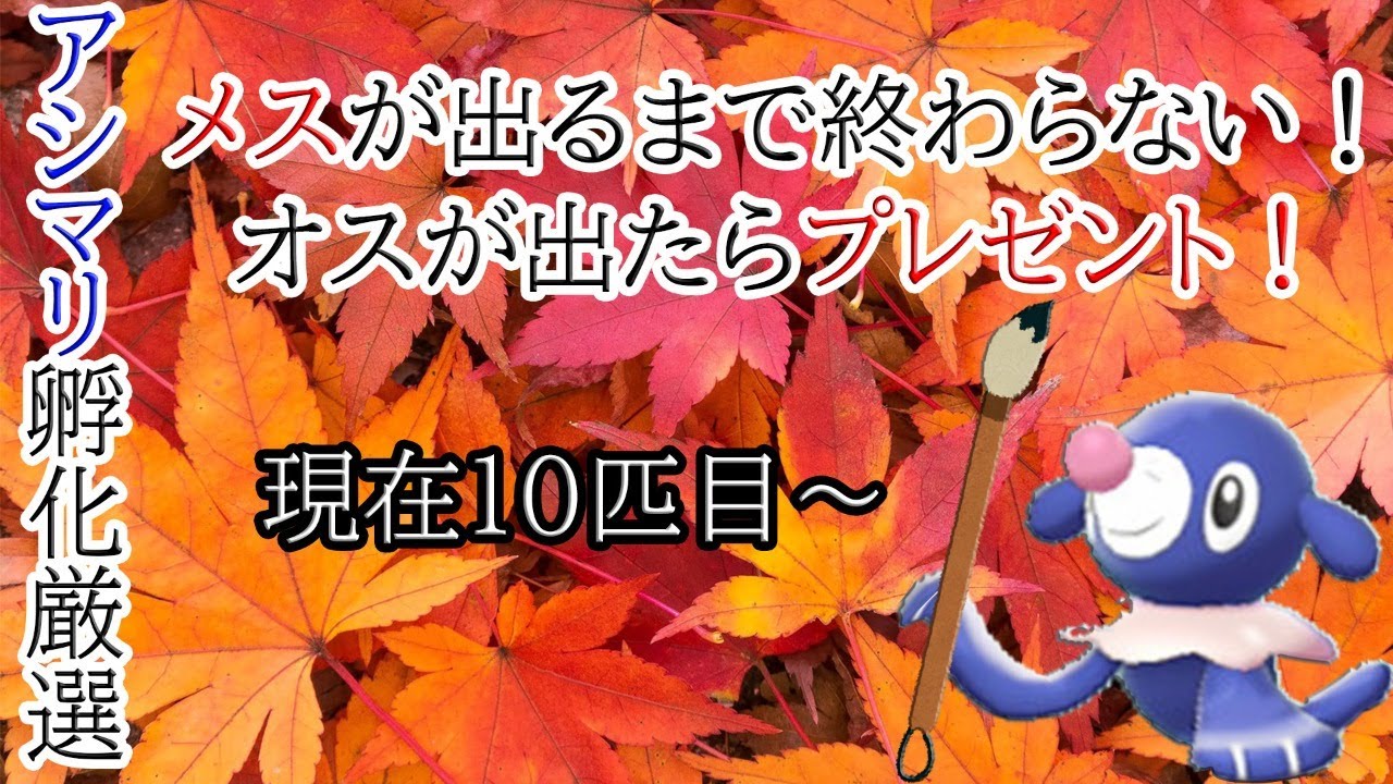 【アシマリ♀色違い厳選】良い流れを続けたい【♂ならプレゼント！】