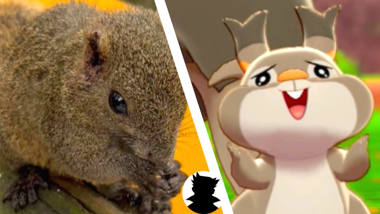 【動物とポケモン】かわいいリスとホシガリス・ヨクバリスをモデル比較！