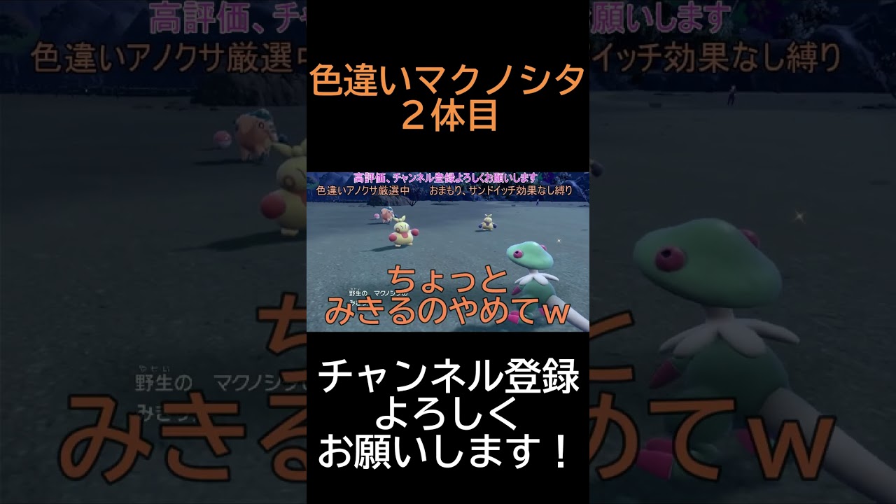 色違いマクノシタ２体目【ポケモンSV】#shorts #ポケモン #ポケモンSV #バイオレットスカーレット #エマリタナイン #色違い #マクノシタ