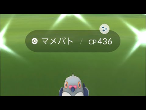 ポケモンGO 色違いマメパト出現！色違いハトーボー、色違いケンホロウへ進化！