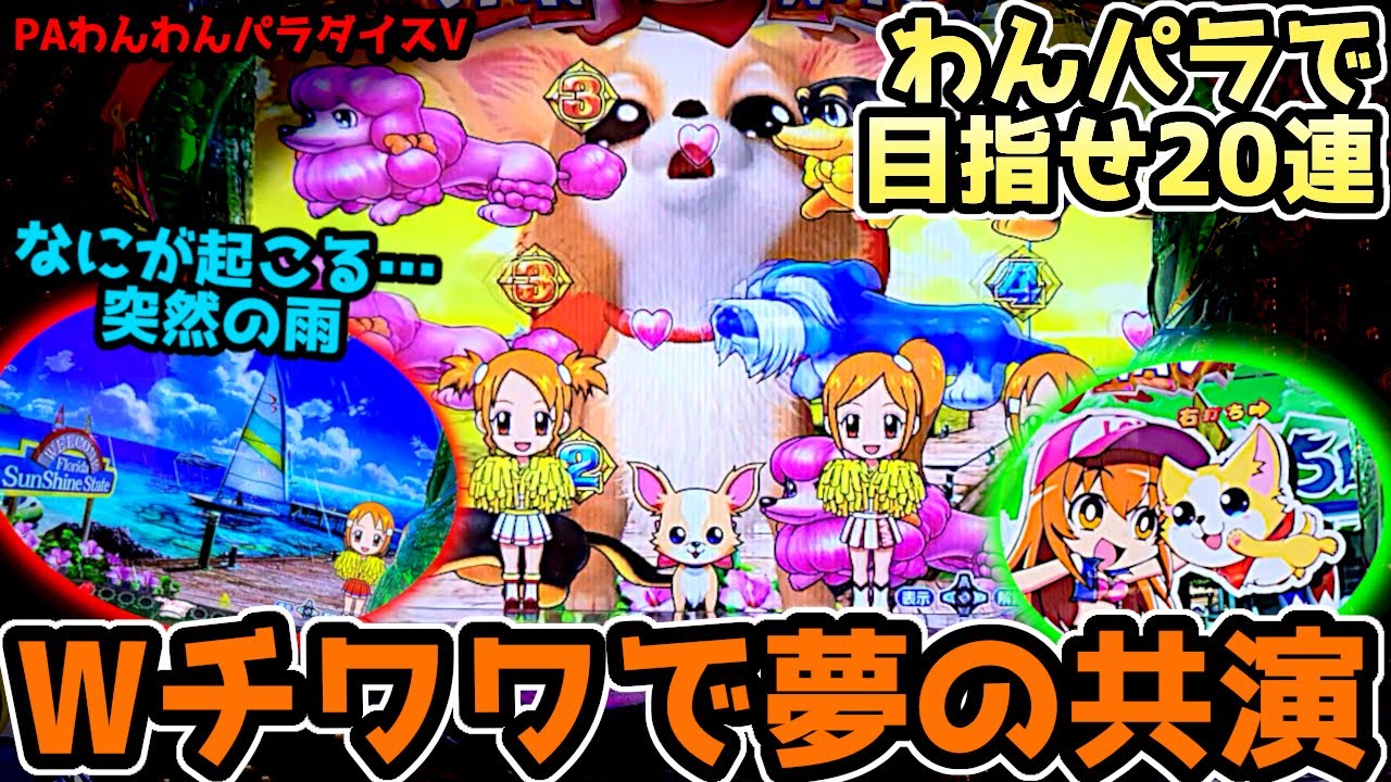 "Wチワワで激熱発展"目指せわんパラで20連【PAわんわんパラダイスV】《ぱちりす日記》甘デジ 海物語 ギンパラ わんパラ