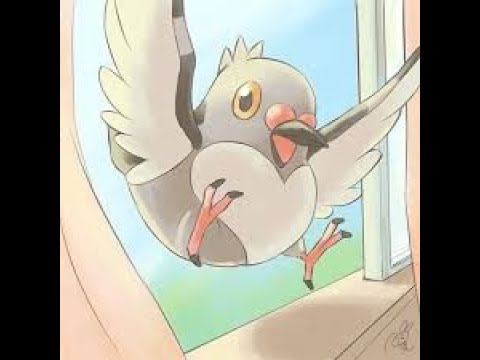 マメパトを見守る枠