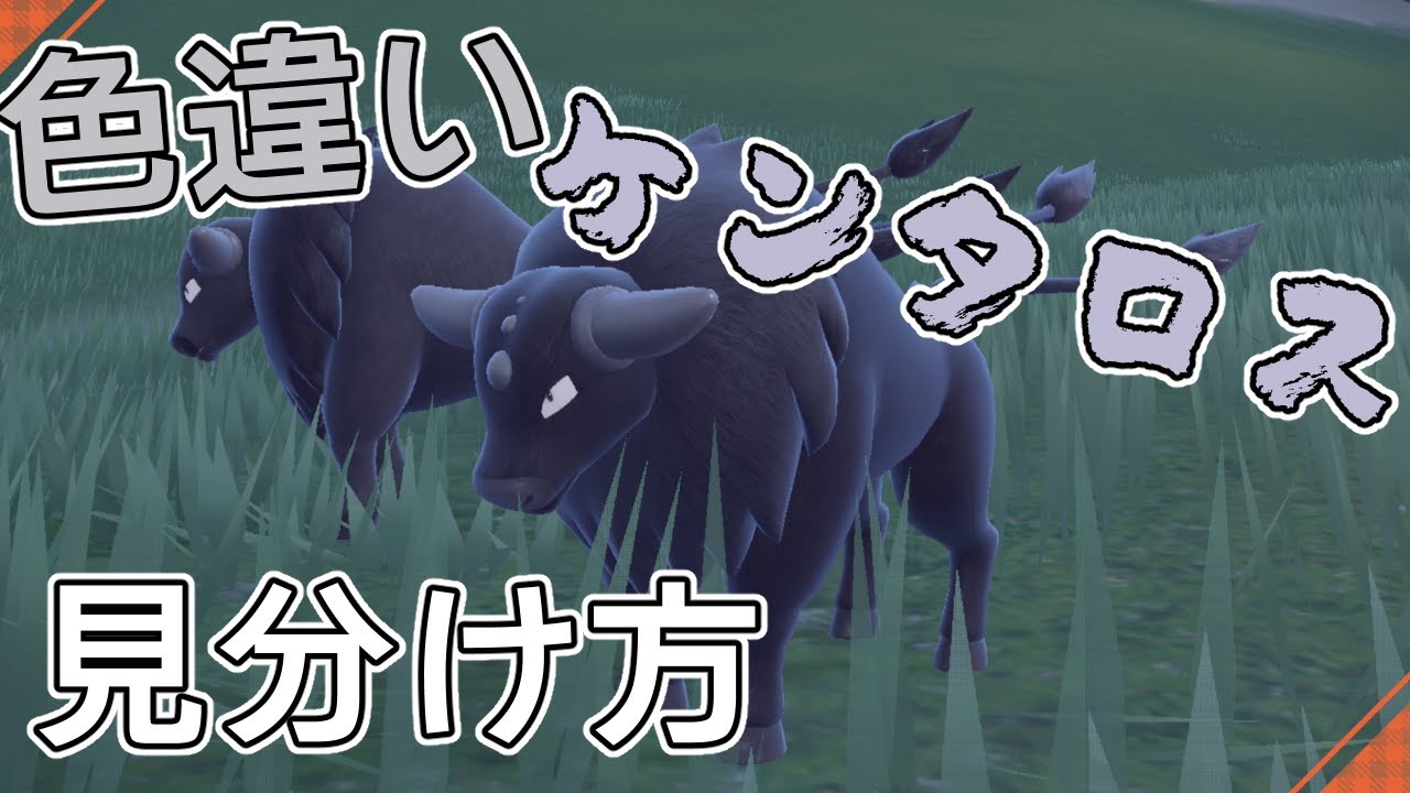 色違いケンタロスの見分け方【ポケモンSV】