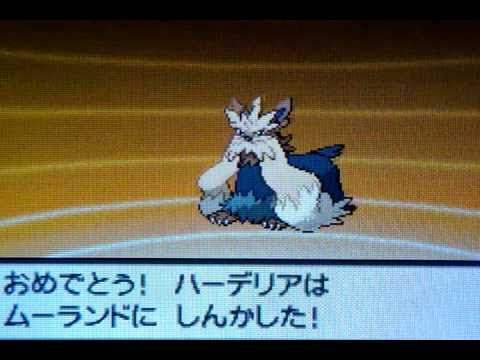 ポケットモンスター ホワイト、ハーデリア / ムーランド