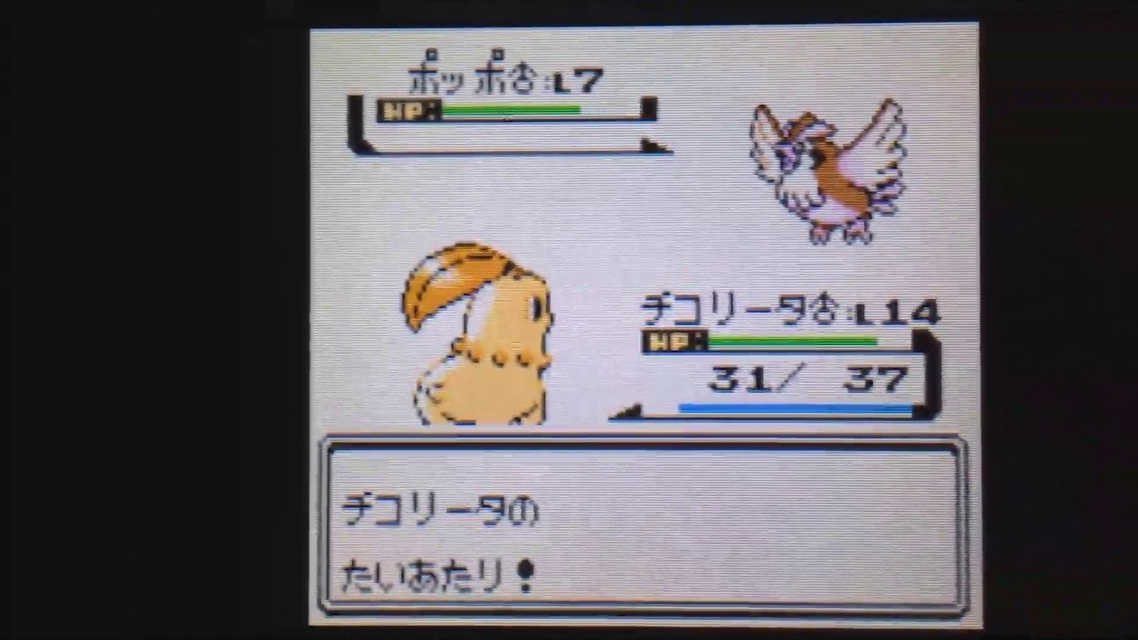 色チコリータ1匹の旅～005キキョウジム02とりつかいのツバサ～【ポケモ  ン金VC】