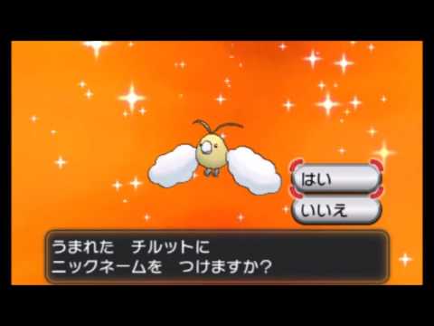 【国際孵化】色違いチルットの孵化～最終進化まで