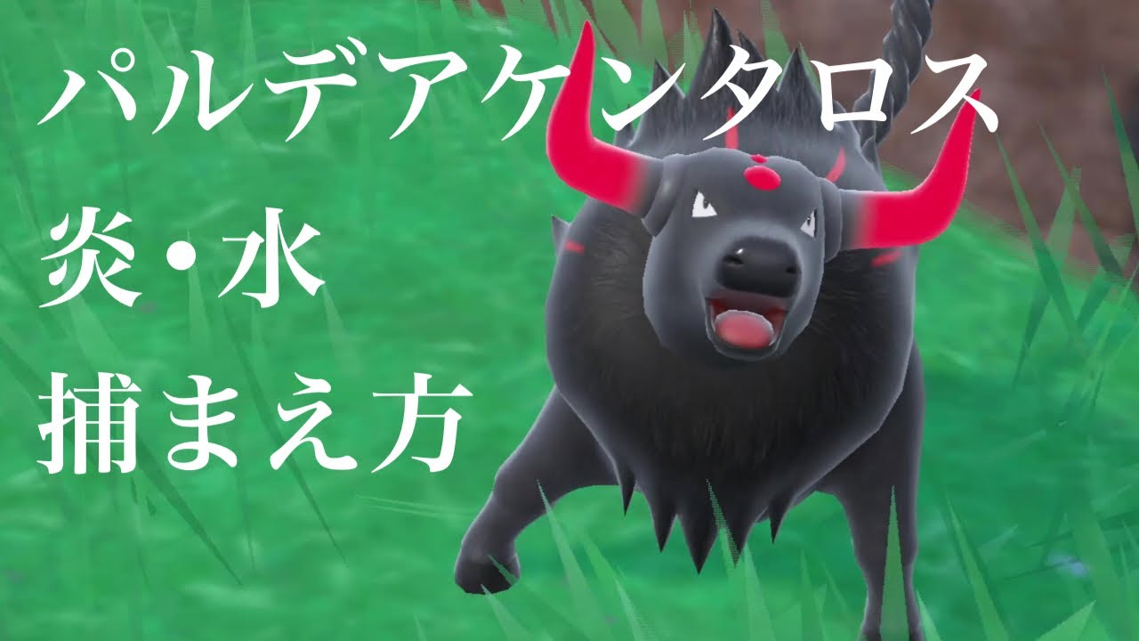 パルデアケンタロス炎•水　捕まえ方出現方法【ポケモンSV】ポケットモンスタースカーレットバイオレット
