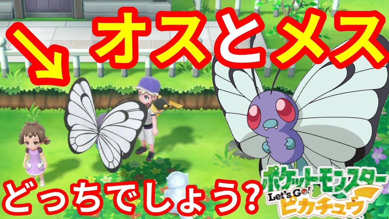イメージと違う？バタフリーのオスとメスの違いはここ！【ポケモンLet'sGO！ピカチュウ】