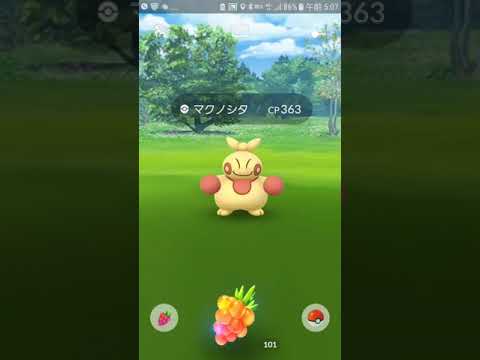 ポケモンGO やせいの 色違いマクノシタが あらわれた！