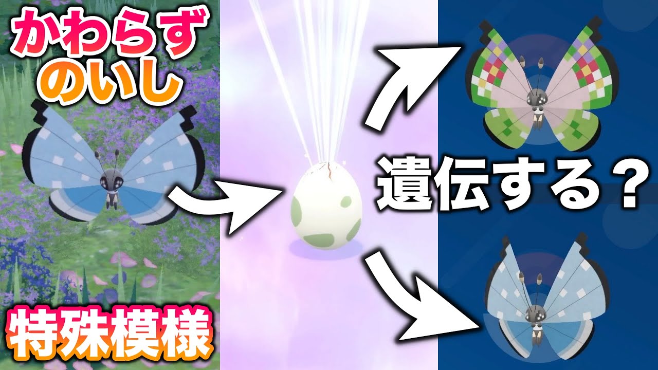 【検証】特殊模様ビビヨンにかわらずのいしを持たせてタマゴを作ったら模様は遺伝する？【ポケモンSV/スカバイ】