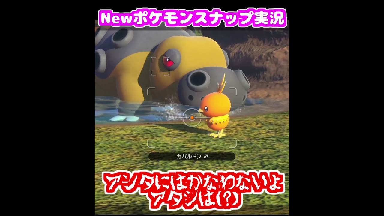 【Newポケモンスナップ】リンゴに火をとおすアチャモ　#shorts