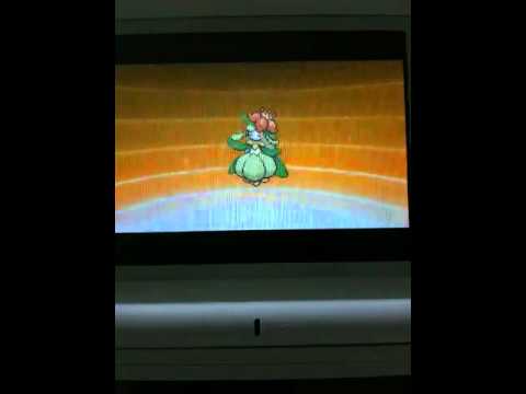 ポケモン ブラック ホワイト ドレディア