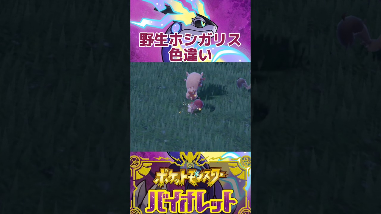 野生ホシガリス色違い【ポケモンSV】 #shorts