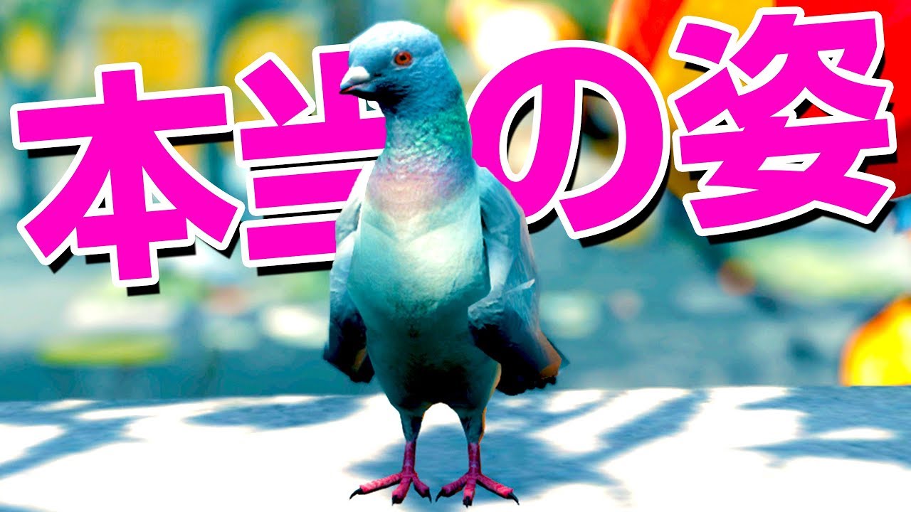 実はハトでした。