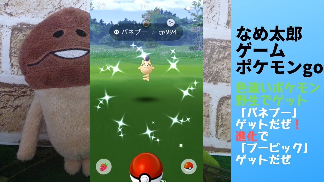 【縦画面スマホ向け】なめ太郎の色違い野生の「バネブー」ゲットだぜ！そして、「ブービック」に進化！2019年11月18日撮影分【ポケモンgo】