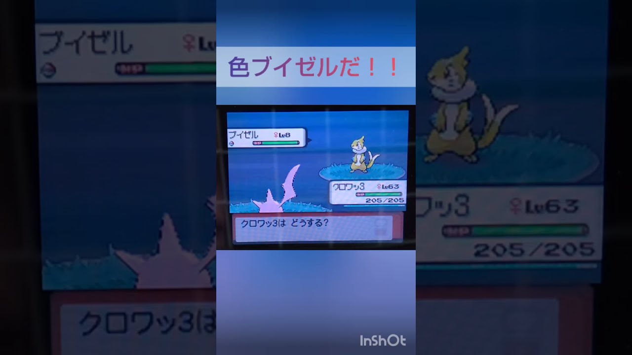 【ポケモンDP】色違い捕獲日記　3日目　ブイゼル　【PokémonDP】The diary Capturing shiny Pokémon's.Day3　Buizel　#shorts