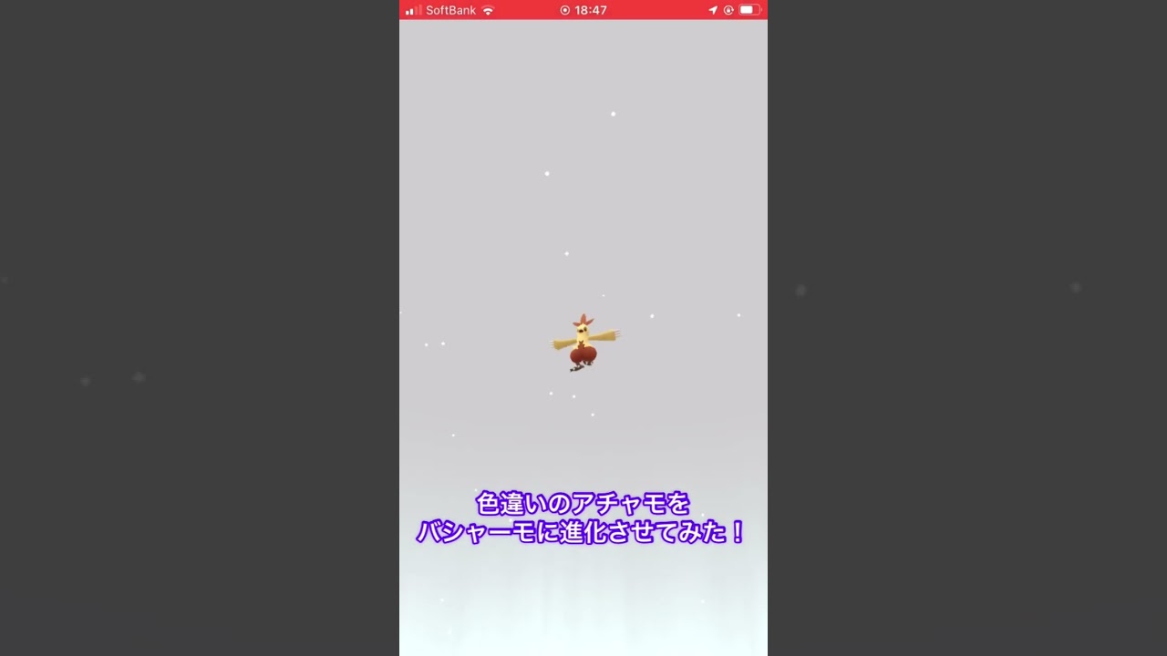 色違いのアチャモをバシャーモに進化させてみた！　#ポケモンGO #色違い