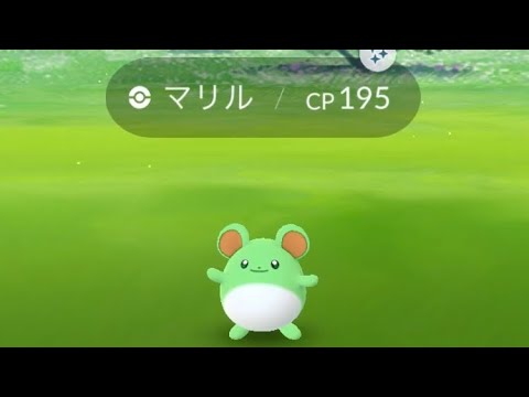 ポケモンGO  マリル色違い