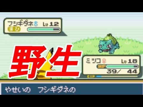 【改造ポケモン】野生のフシギダネ捕獲！？ディグダも！【フレイムレッド #3】