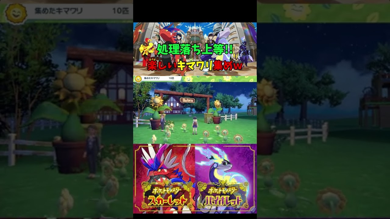 キマワリ集め『ポケットモンスター スカーレット・バイオレット』【Pokémon/Scarlet/Violet/switch/プレイ動画/ポケモン/切り抜き】#Shorts